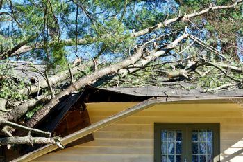 Eastpointe, Michigan Fallen Tree Damage Restoration by Flood & Fire Solutions, Inc